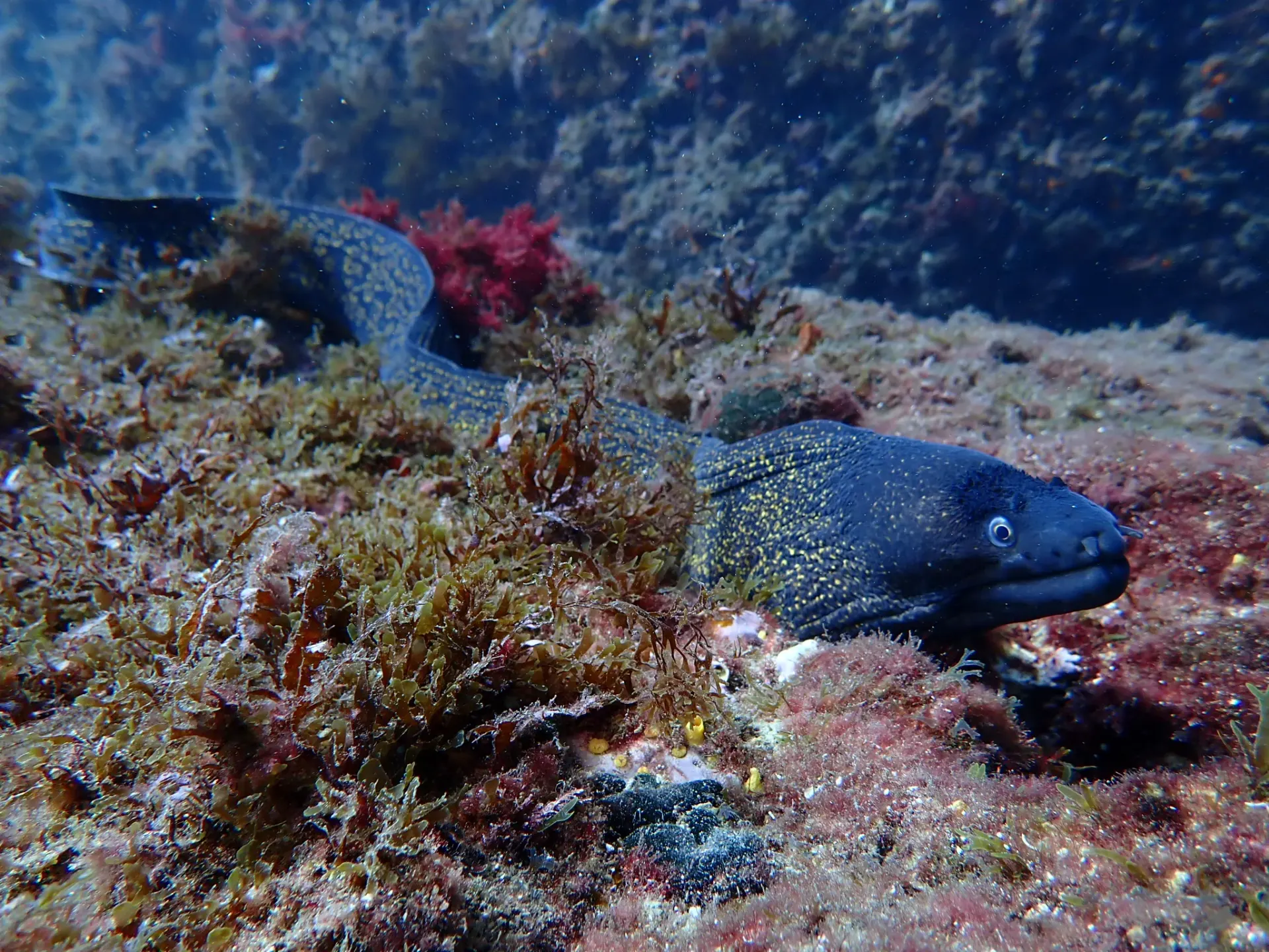 Murène dans les fonds marins des Calanques de Marseille — photographie environnementale marine de Karim Saari