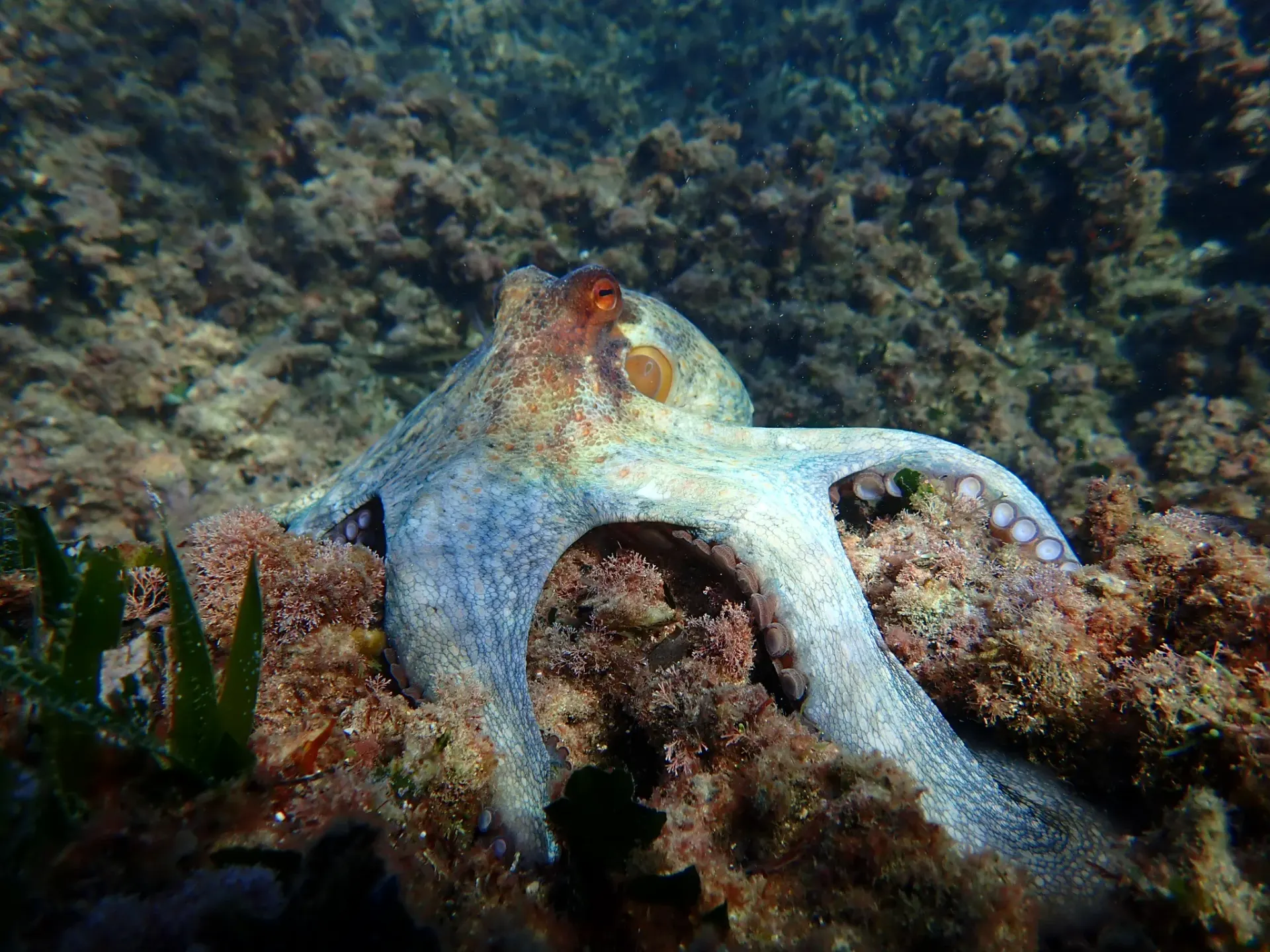 Poulpe en mode camouflage — Parc national des Calanques de Marseille