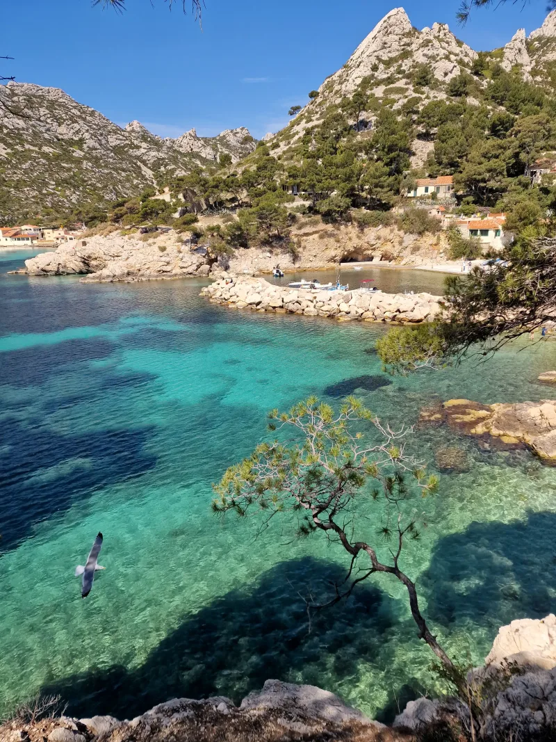 Calanque sauvage aux eaux turquoise avec pin en premier plan, maisons de pêcheurs et mouette en vol