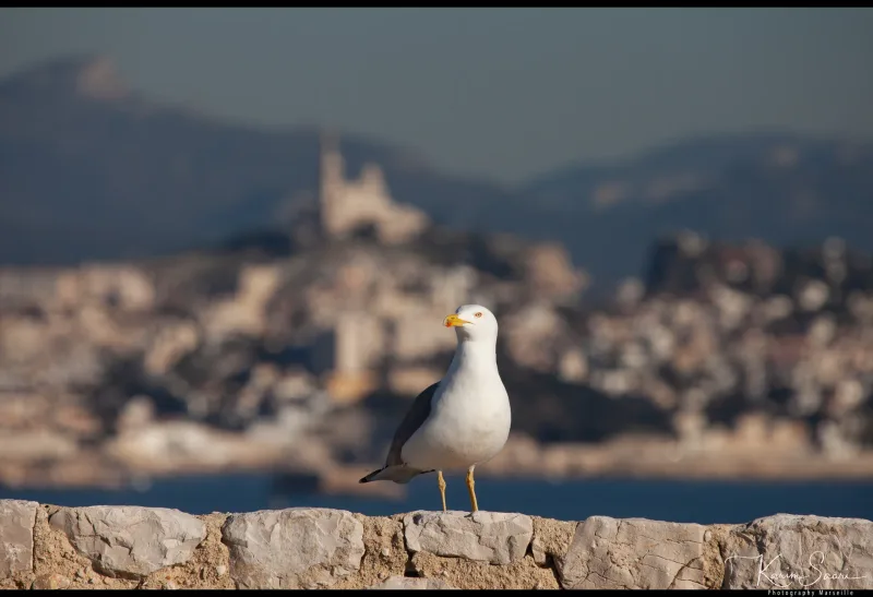 Archipel du Frioul vu de la mer — îles sauvages de Marseille en Méditerranée 2020