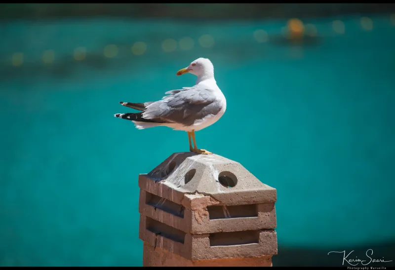 Goéland leucophée posé sur un bollard de port devant l'eau turquoise — Marseille