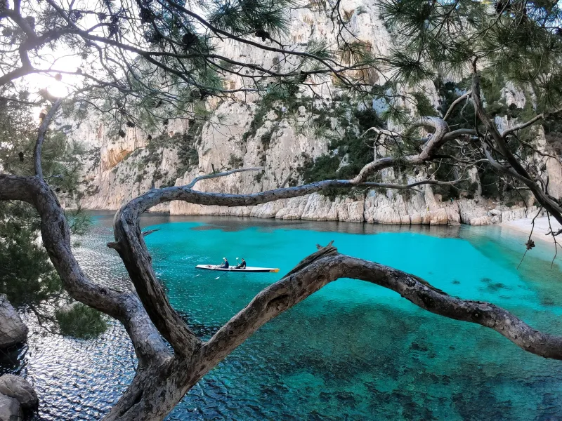 Kayakistes sur une calanque turquoise encadrée de falaises et de pins, vue à travers un arbre tordu au premier plan
