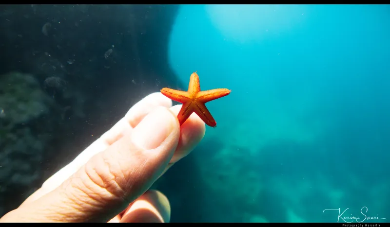 Main tenant une étoile de mer rouge sous l'eau — faune marine Méditerranée — © Karim Saari, photographe sous-marin Marseille