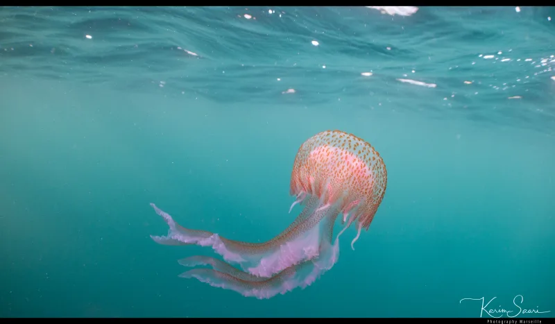 Méduse Pélagie (Pelagia noctiluca) rose en pleine eau turquoise — faune marine Méditerranée — © Karim Saari, photographe sous-marin Marseille