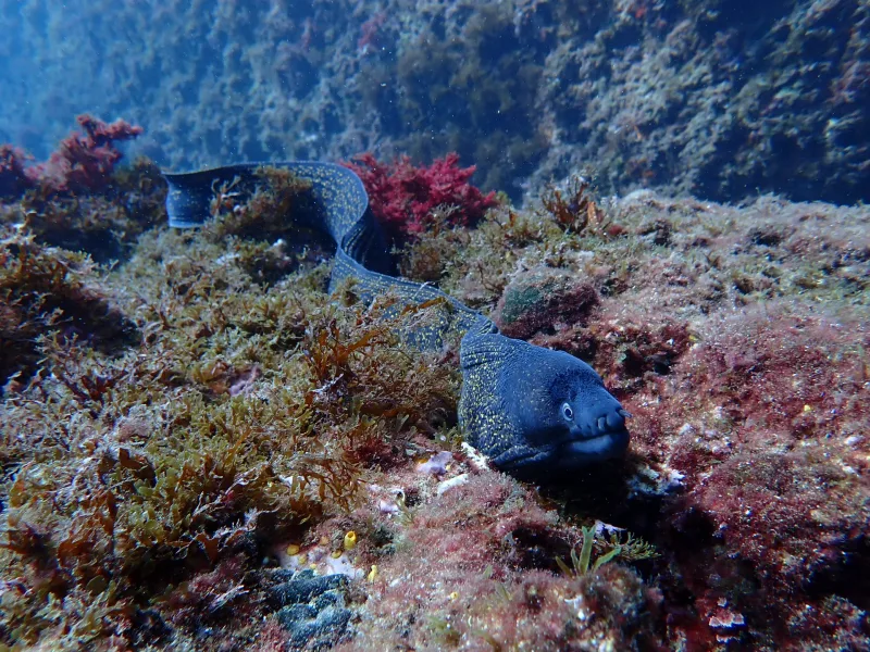 Plongée en apnée dans les Calanques — exploration des fonds méditerranéens — © Karim Saari, photographe sous-marin Marseille