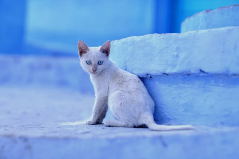 Chaton blanc yeux bleus contre les marches bleues de Chefchaouen — photographe Maroc Karim Saari