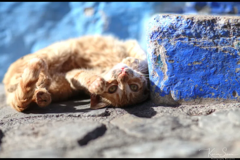Chaton roux couché sur un pavé devant un mur bleu — Chefchaouen, photographe Maroc Karim Saari