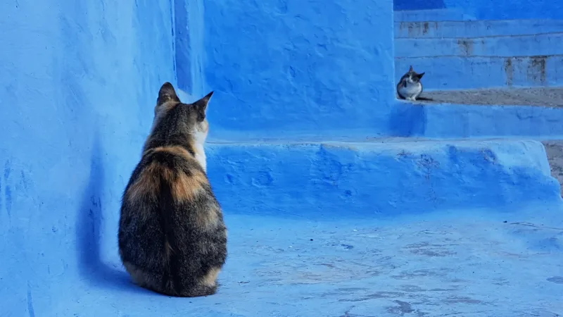Deux chats dans une ruelle bleue de Chefchaouen, escaliers bleus et blancs — Karim Saari