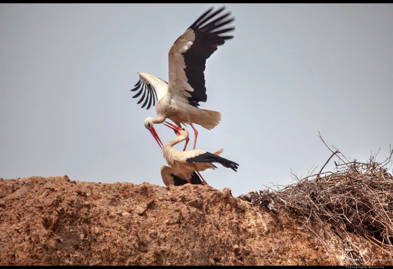 Cigognes blanches sur leur nid, reproduction faune sauvage — photographe Maroc Karim Saari