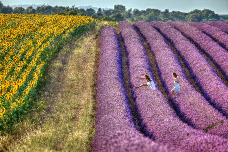 Vue aérienne femmes courant entre tournesols et lavande — photographe paysage Provence Karim Saari