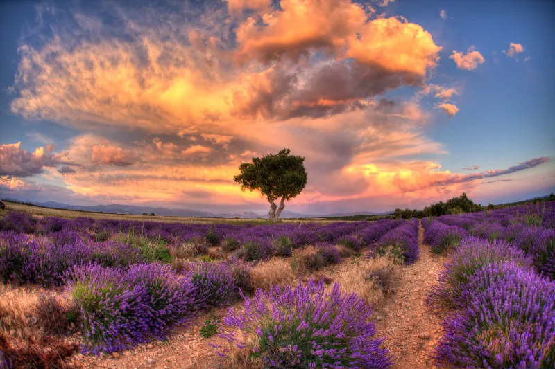 Arbre solitaire dans la lavande de Provence, ciel dramatique rose-orange — photographe Karim Saari