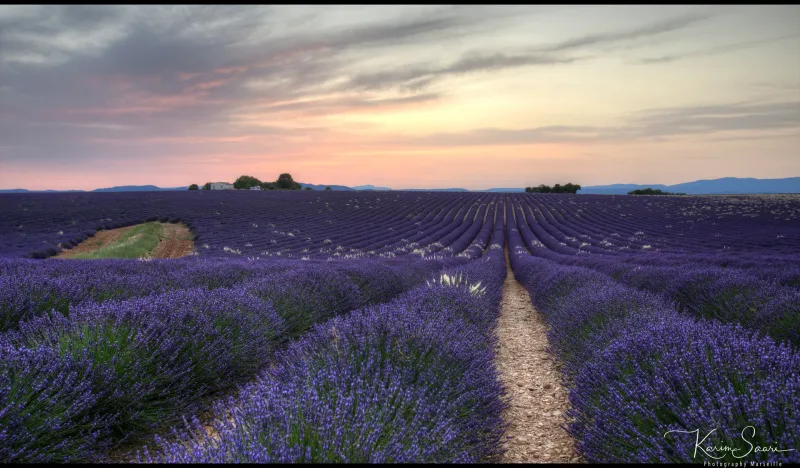 Champ de lavande de Valensole au coucher de soleil, rangées parallèles, ciel rose — photographe Provence Karim Saari