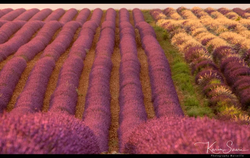 Géométrie des rangées de lavande de Valensole vue d'en haut — photographe paysage Provence Karim Saari
