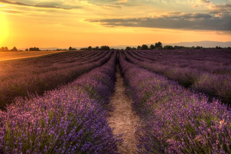 Champ de lavande de Valensole au coucher de soleil, ciel orange rouge — photographe Provence Karim Saari