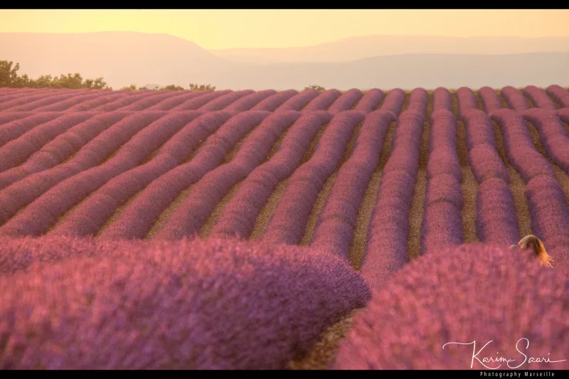 Lavande de Provence au coucher de soleil avec montagnes en arrière-plan — photographe Karim Saari