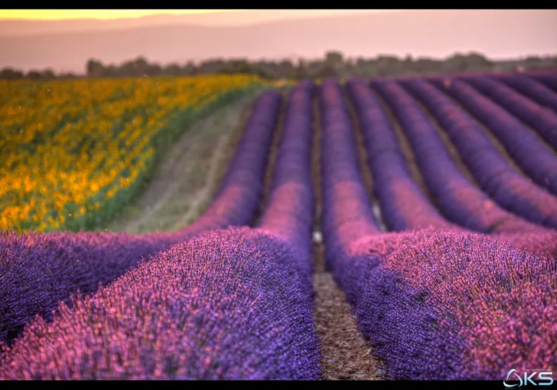 Champ de lavande et champ de tournesols, contraste de couleurs, Provence — photographe Karim Saari