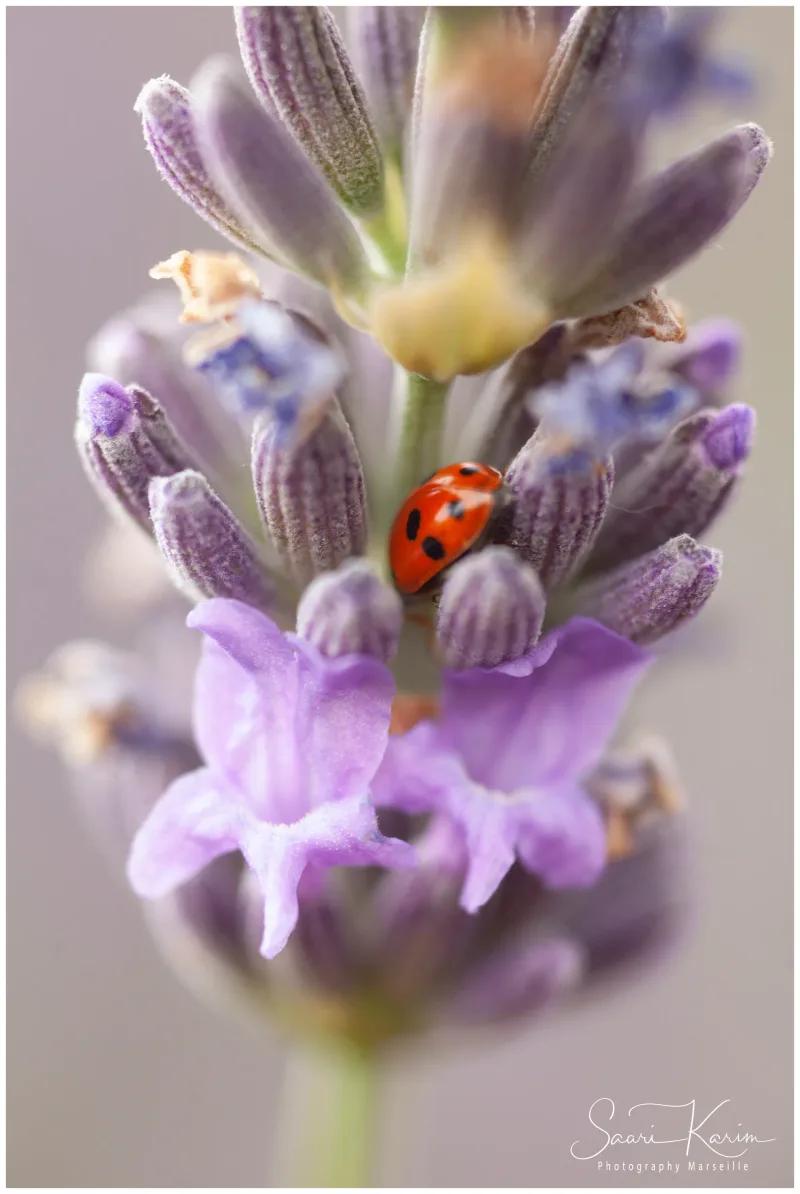 Macro coccinelle rouge sur lavande en fleur, Valensole — photographe nature Provence Karim Saari